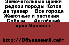 Замечательные щенки редкой породы Котон де тулеар  - Все города Животные и растения » Собаки   . Алтайский край,Яровое г.